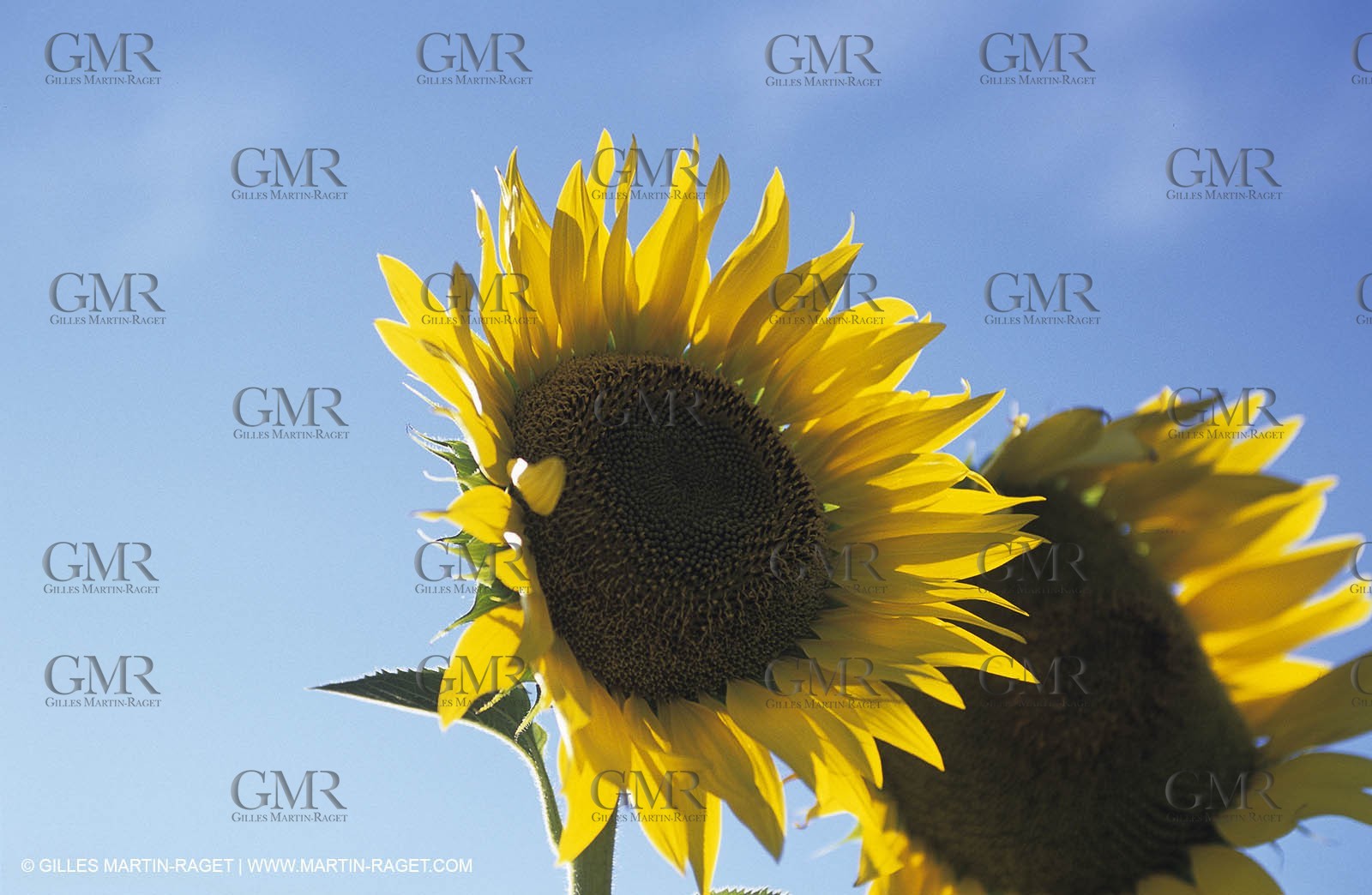 Luberon (FRA,84), Sunflower fields