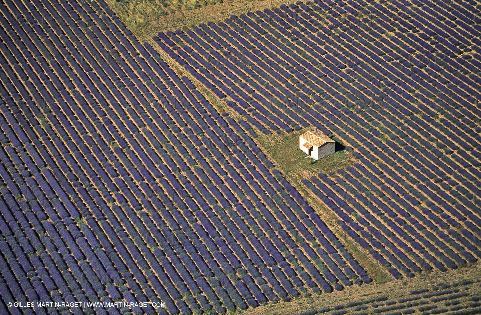 lavander fields , 2005 , Sault plateau