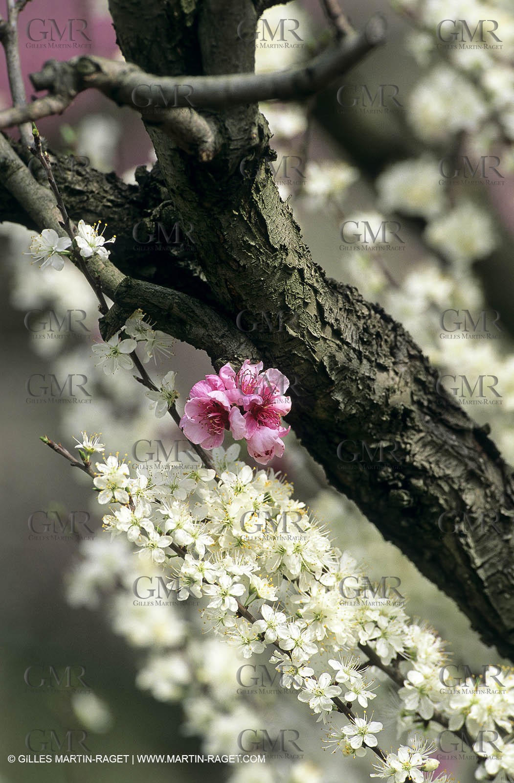 Luberon, Vaucluse (FRA,84) - Arbres fruitiers en fleur