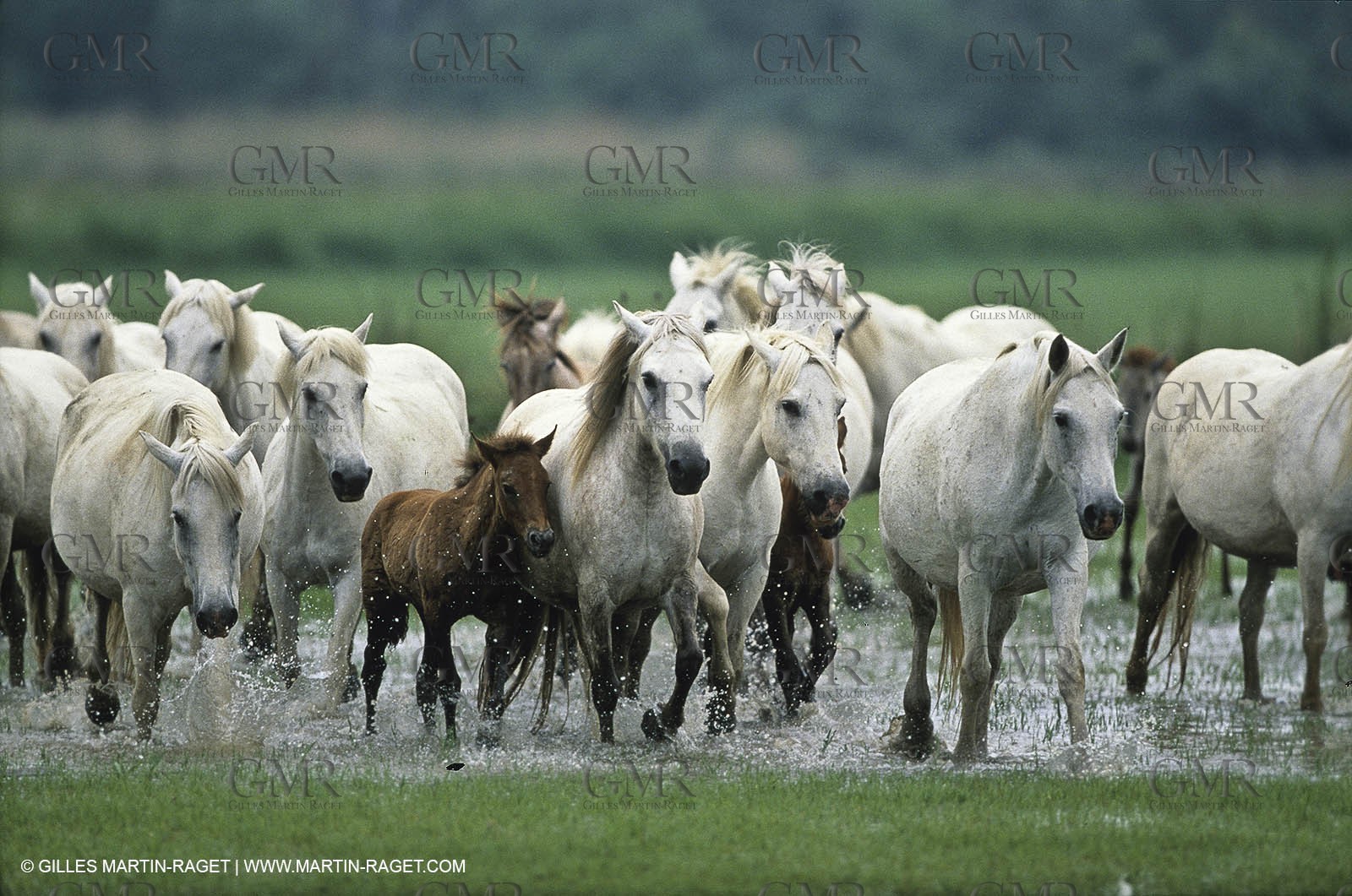 cheval2.jpg