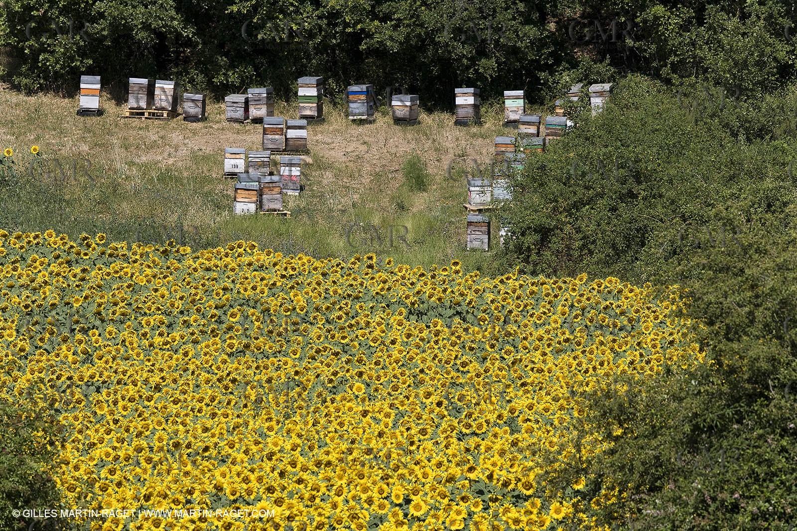 13 08 2007 - Valensole (04) - Lavandes en fleur sur le plateau de Valensole