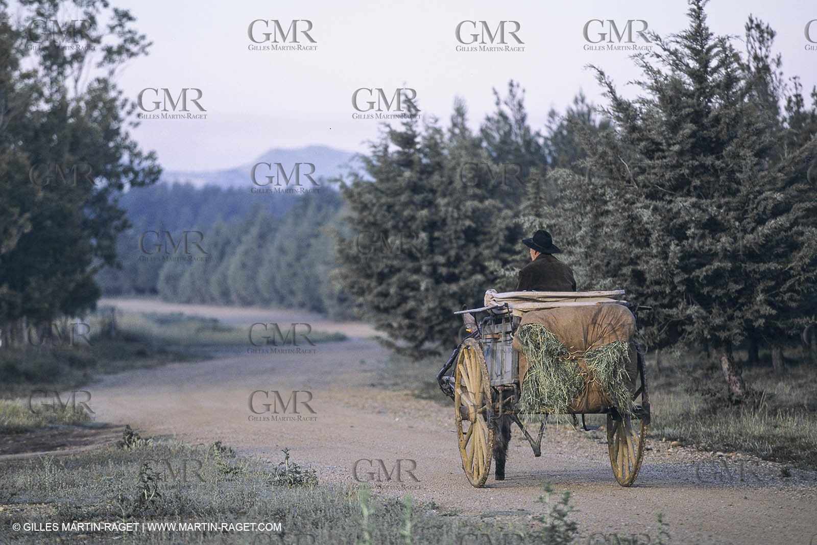 France, Provence, Moutons, bergers, élevage, transhumance