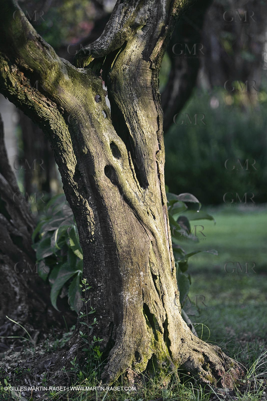 Vallon raget, Fall garden