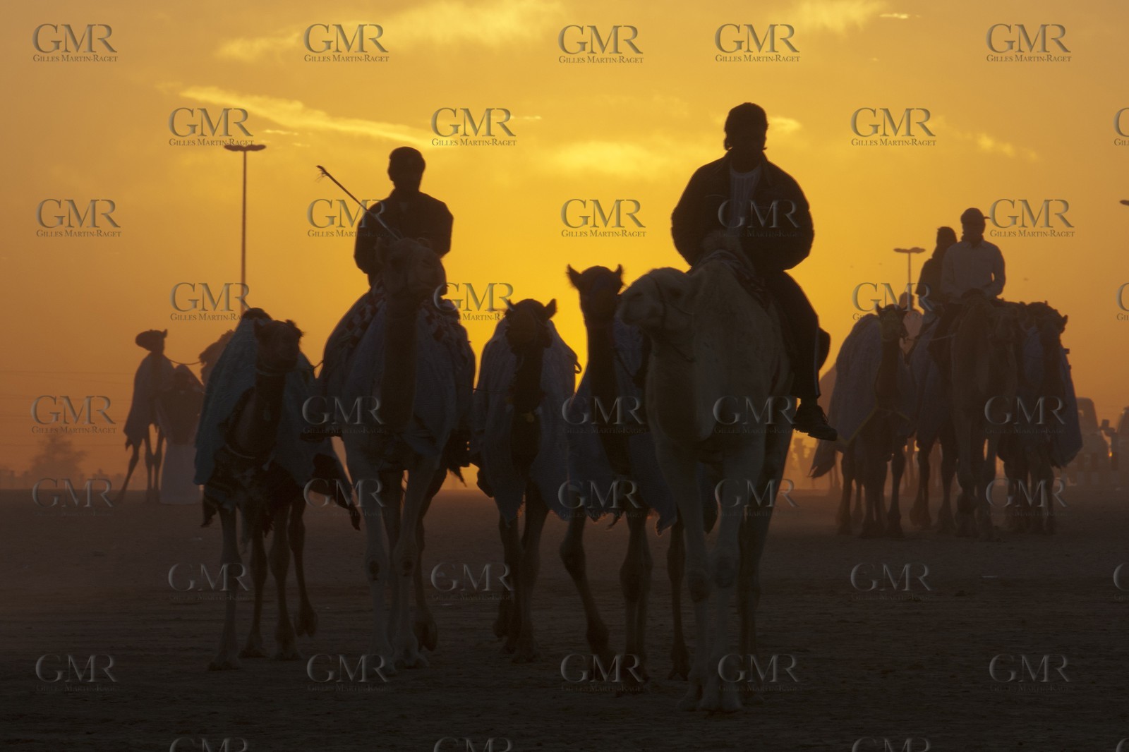 20 11 2010 - Dubai (UAE) - Camel races