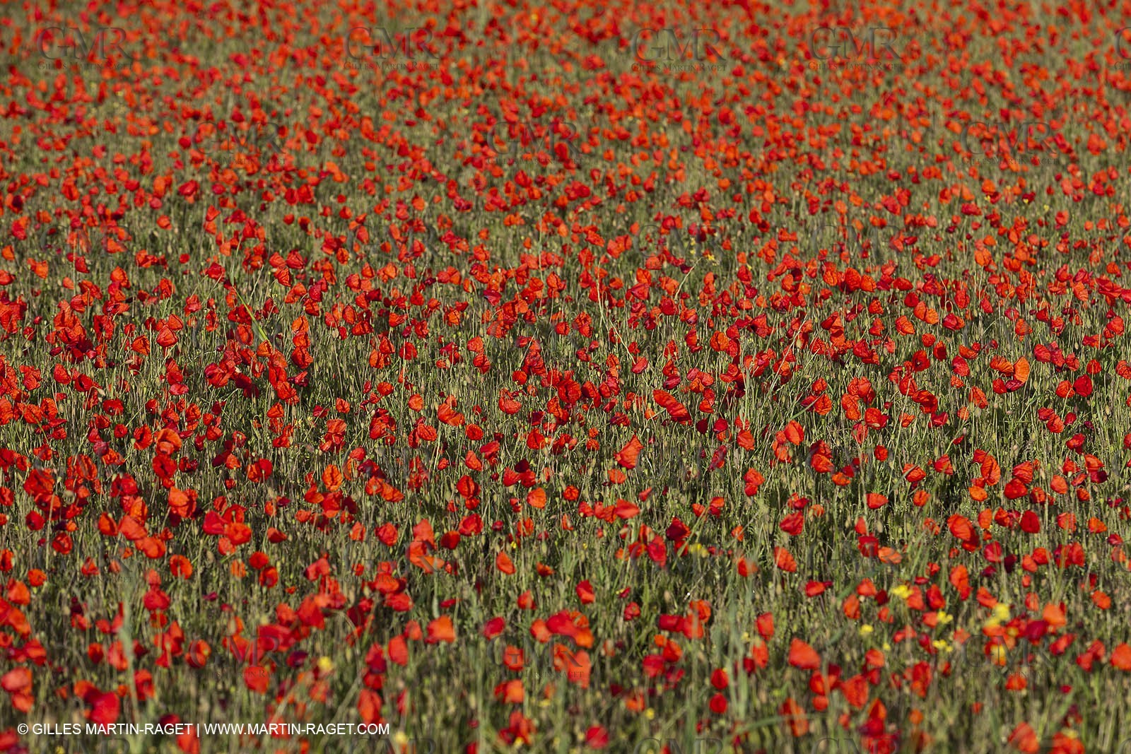 29 04 2012 ( Saint Rémy de Provence (FRA, 13) - Chaîne des Alpilles vers Romanin
