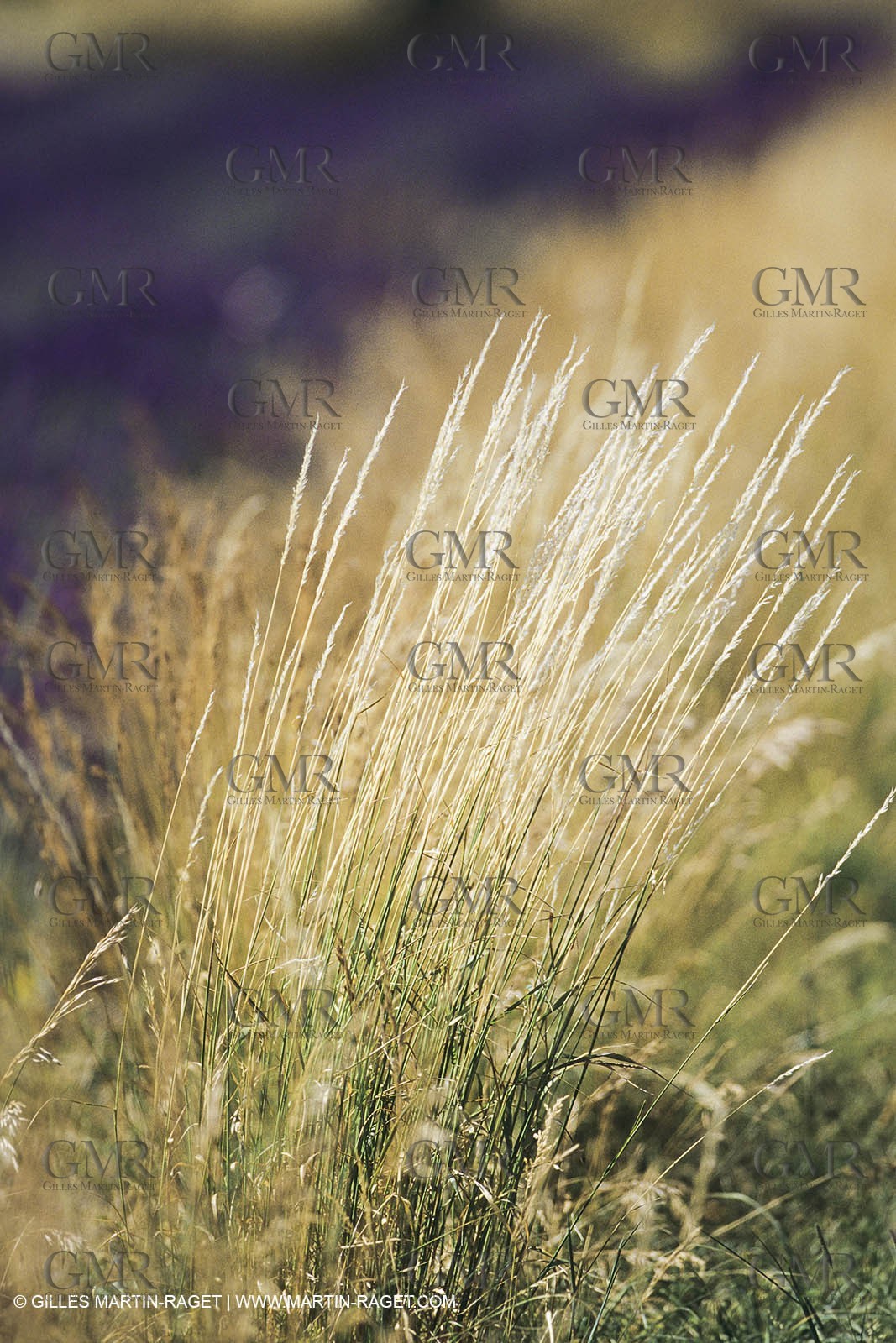 France, Provence, Lavender fields