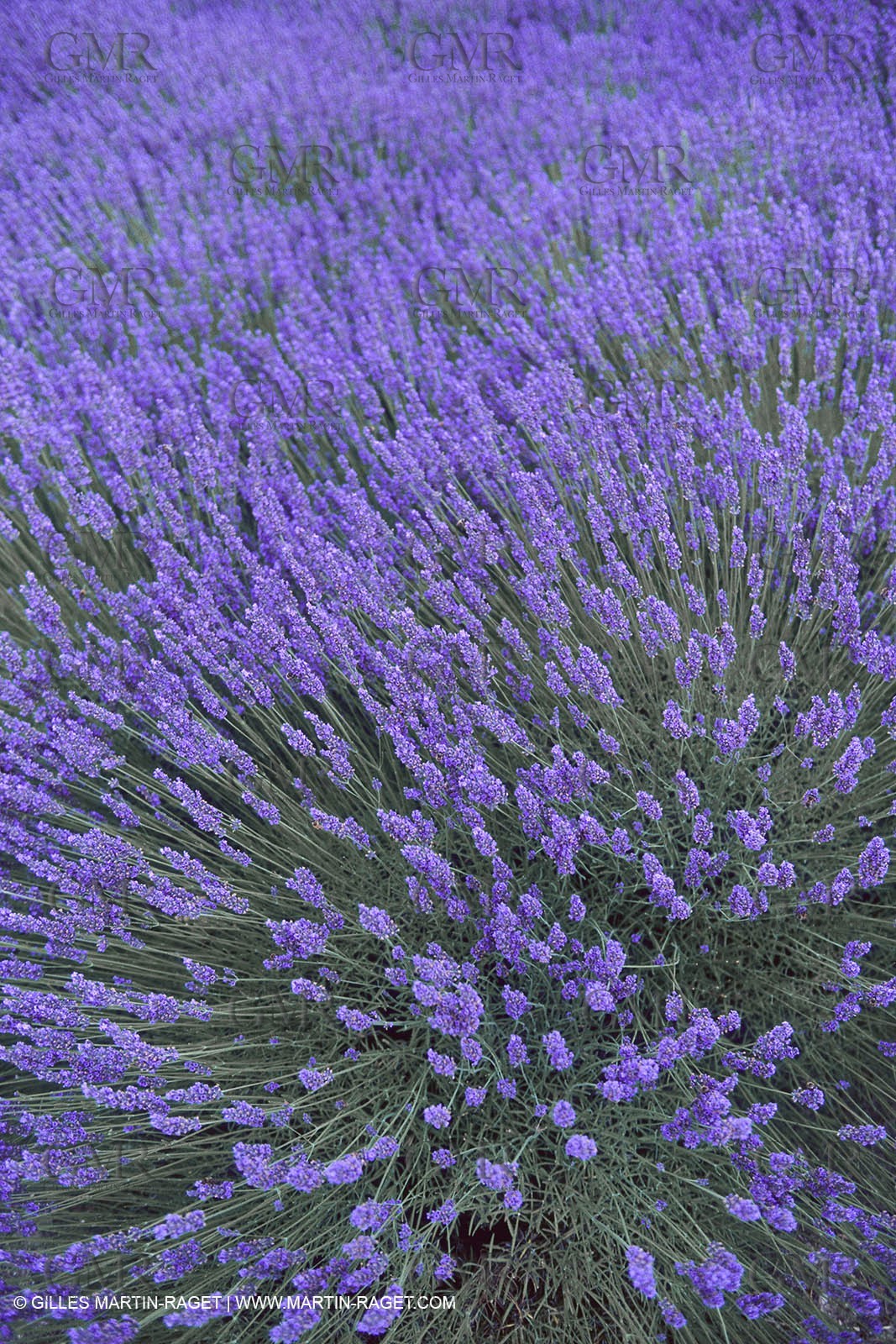 France, Provence, Lavender fields