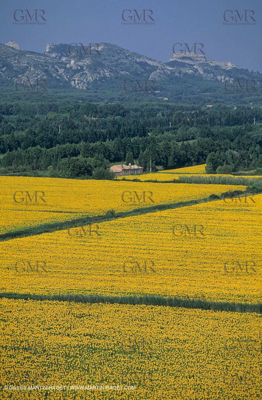 Alpilles (FRA,13) - Sunflower fields