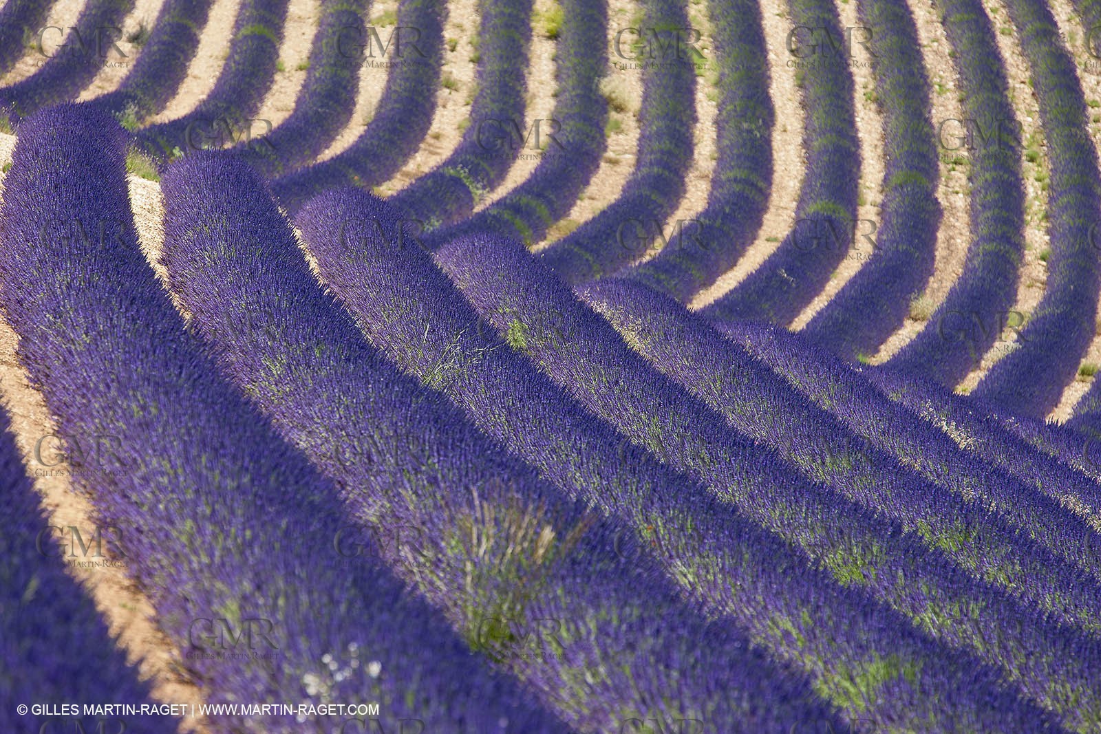 27 06 2011 - Puimichel (FRA, 04) - Lavander fields