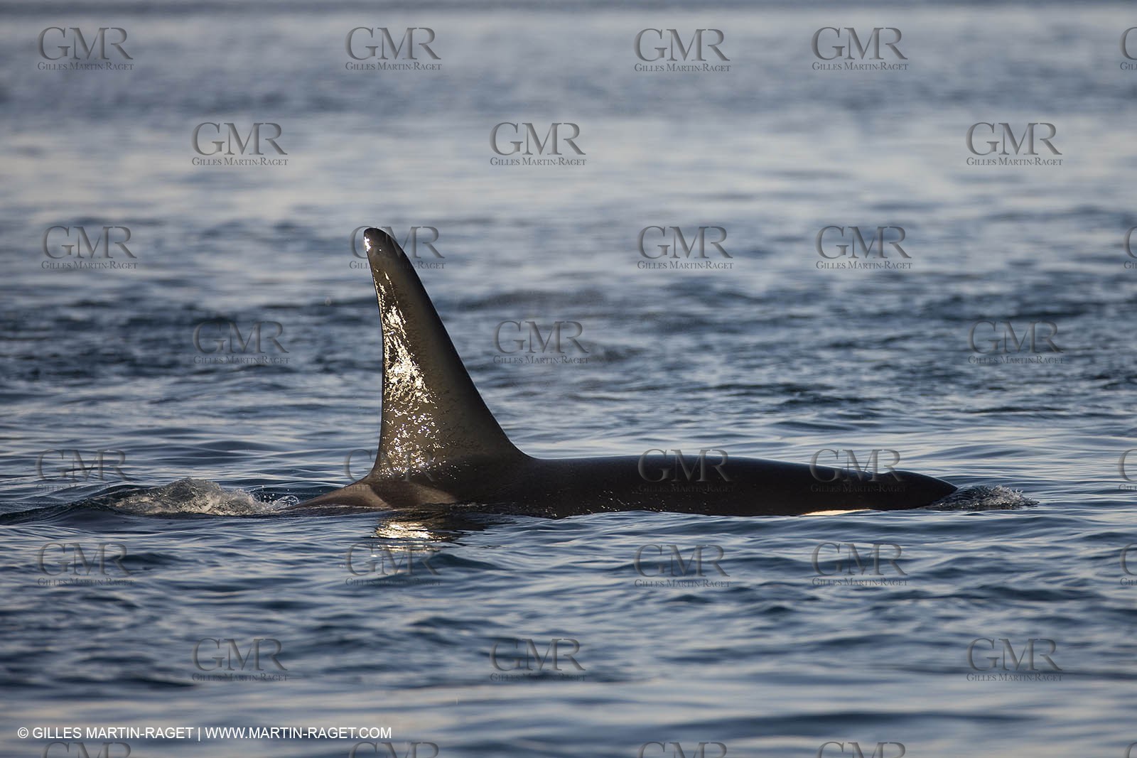 Marine animals