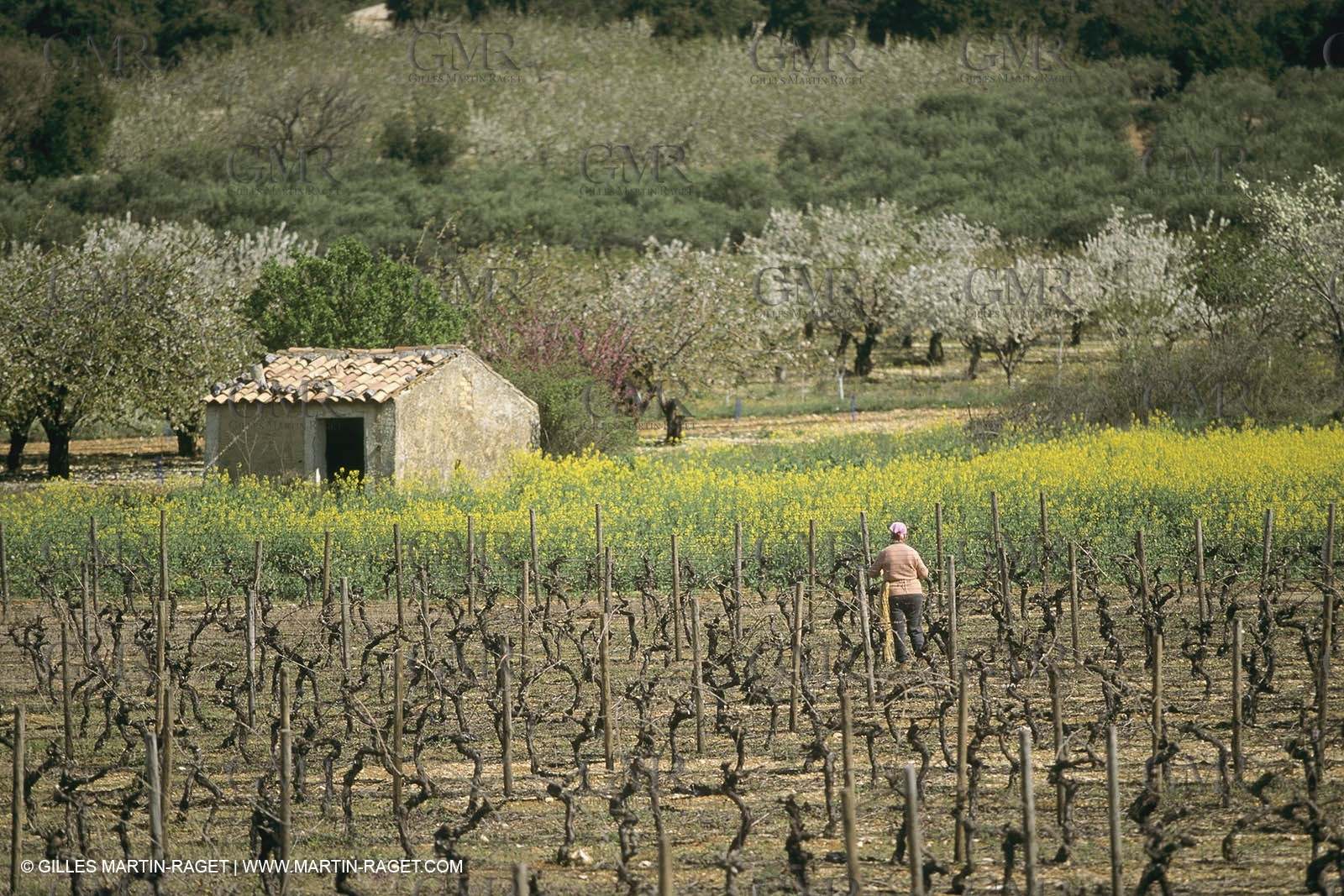 France, Provence, champs de Colza