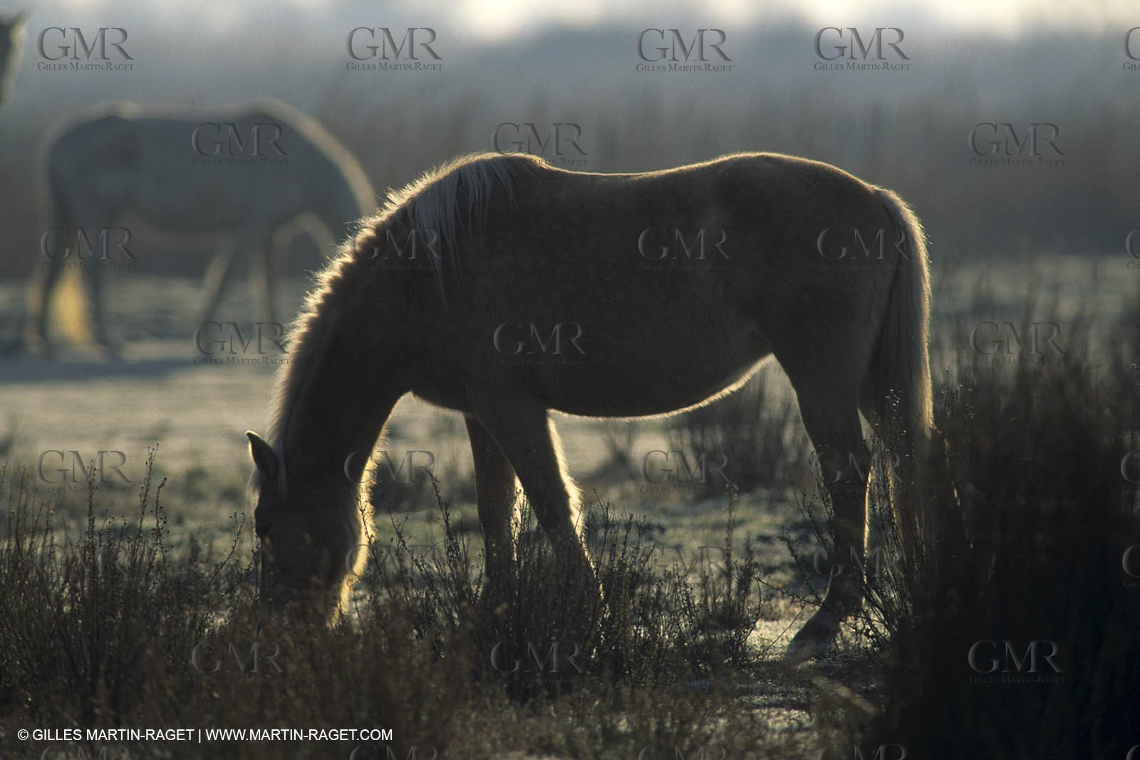 Camargue horses