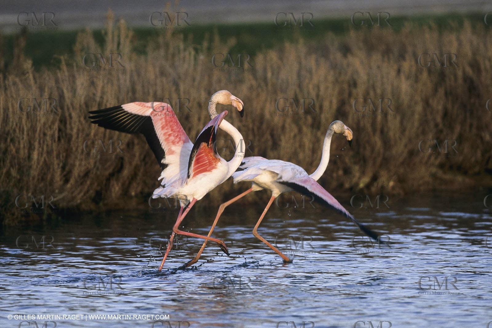 France, Provence, Camargue, Birds, Flamants, flamingos