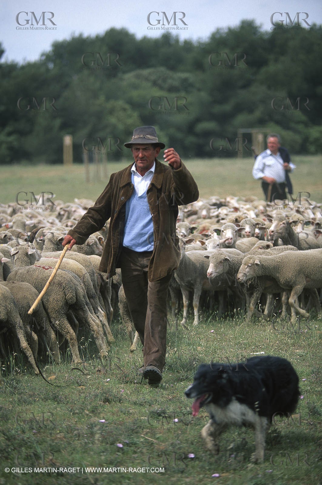 Saint Rémy de Provence (FRA,13) - Sheep stocks migration Fest