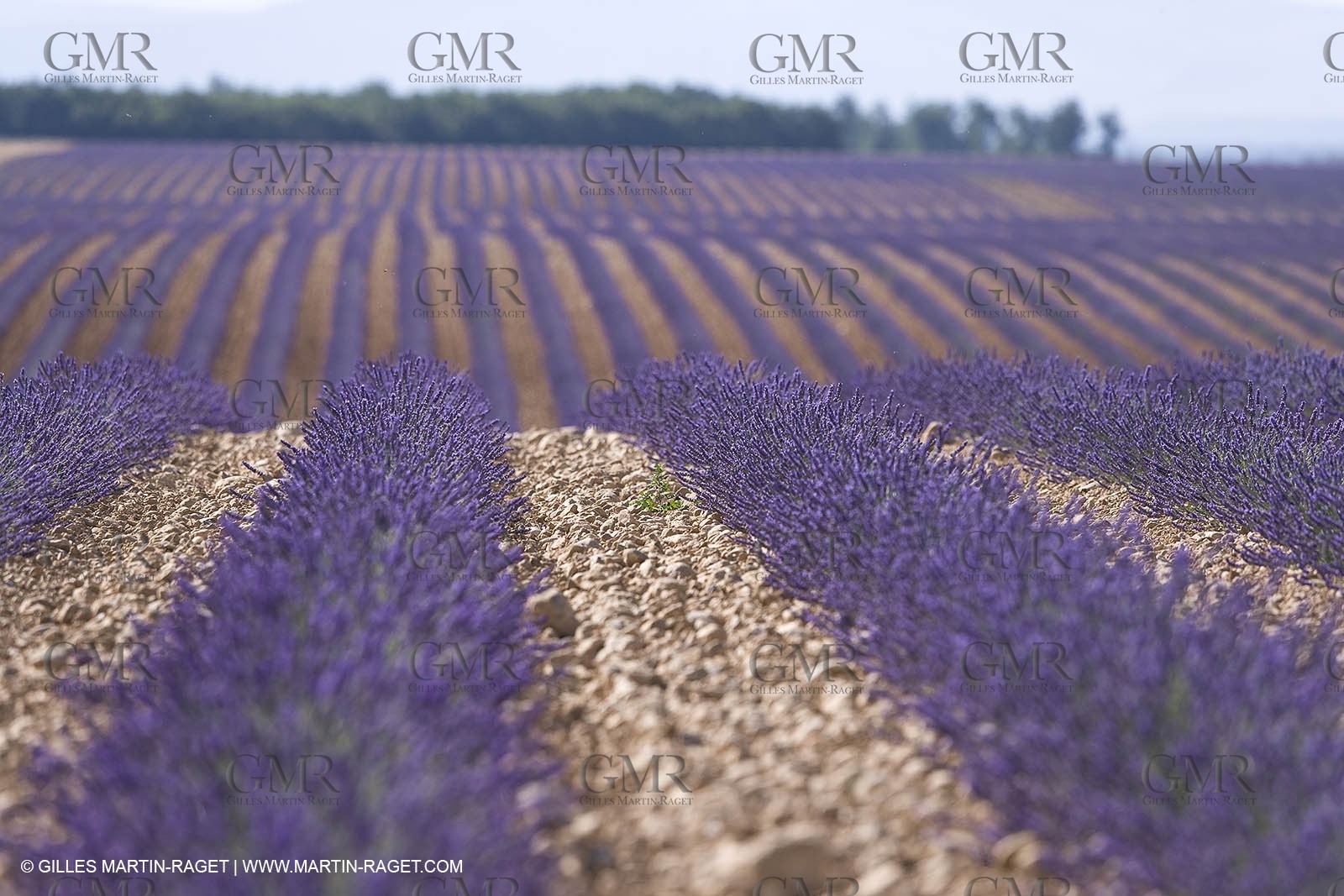 13 08 2007 - Valensole (04) - lavender fields on Valensole plateau