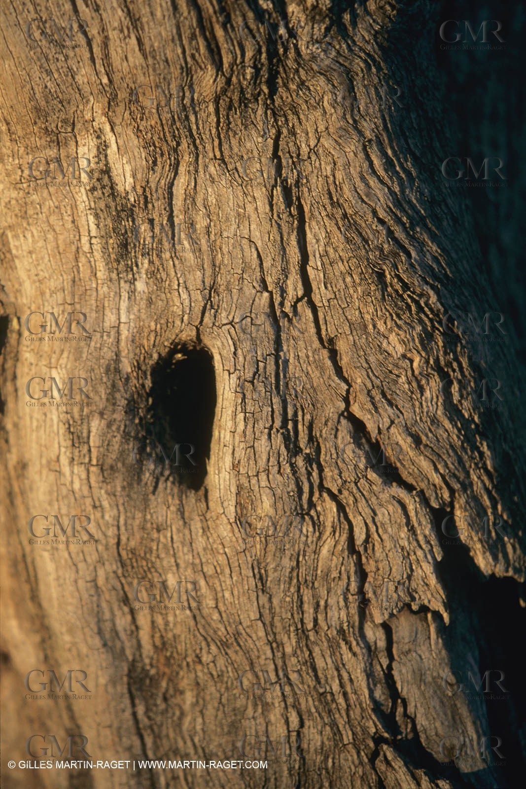 France, Provence, Bois d'olivier   olive tree wood