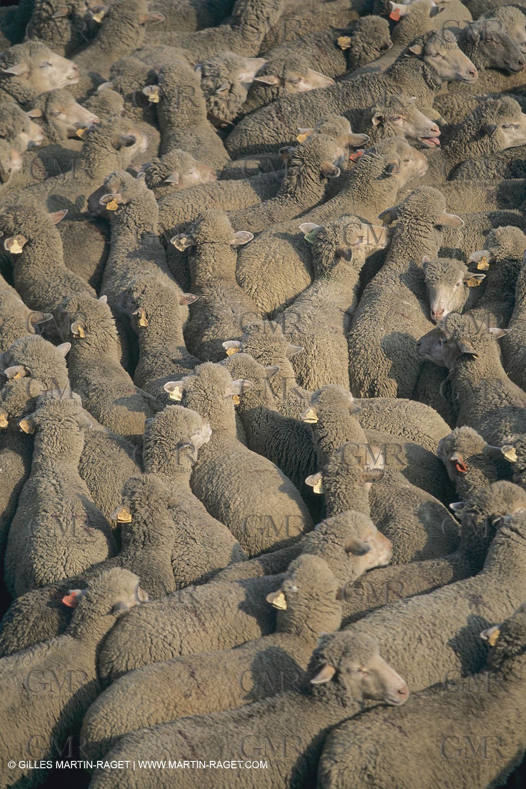 France, Provence, Moutons, bergers, élevage, transhumance