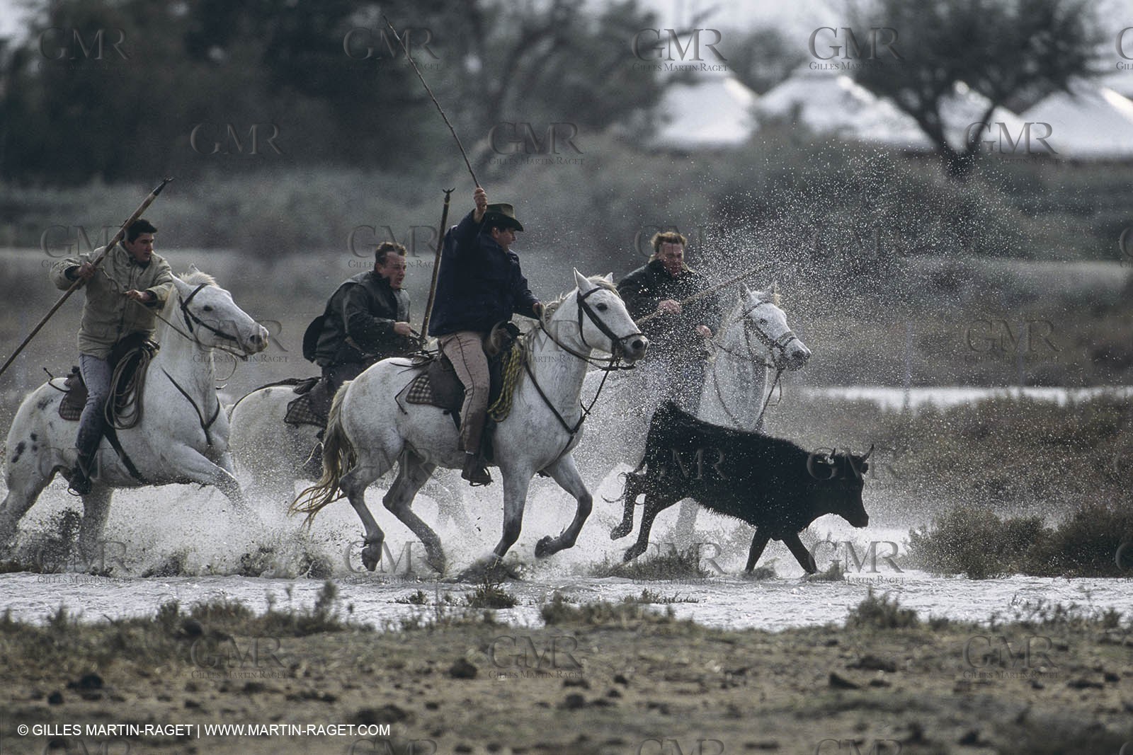 France, Provence, Camargue, Gardians de Camargue, métier, fêtes, élevage, tri