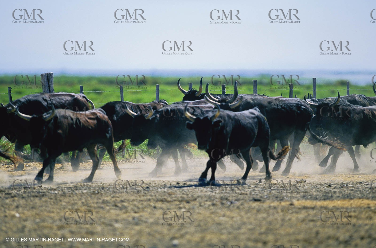 Bouches du Rhône, Camargue (FRA 13) - Taureaux de Camargue