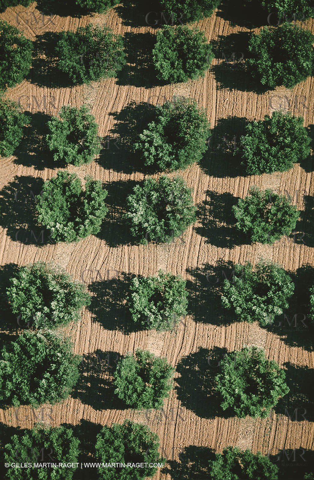 olive0128.jpg
