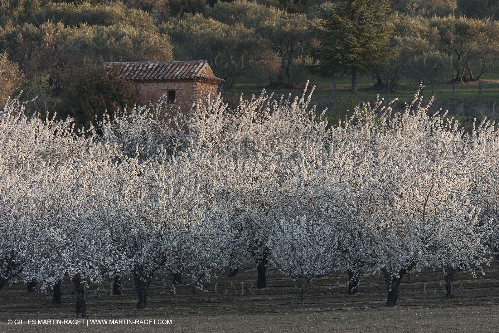 30 mars 2012 - Saint Saturnin les Apt (FRA, 84) - Cerisiers en fleurs