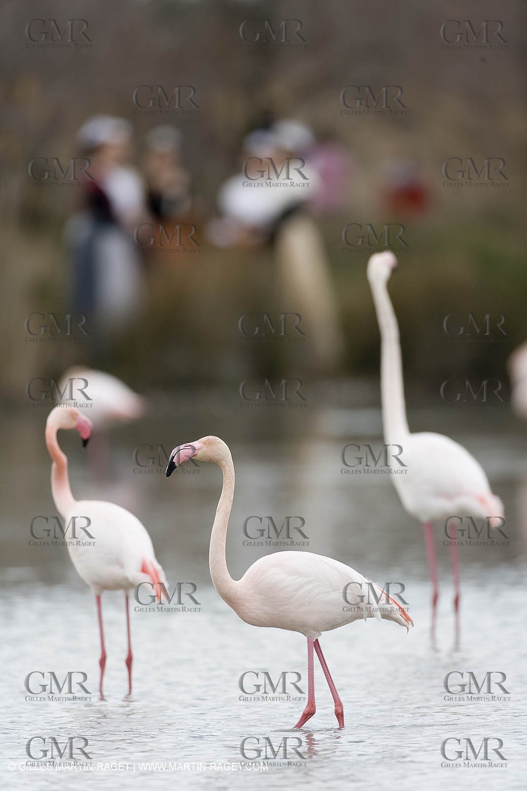 24 02 2007 - Saintes Maries of the Sea (FRA, 13) - Queen of Arles and her assistants in Camargue