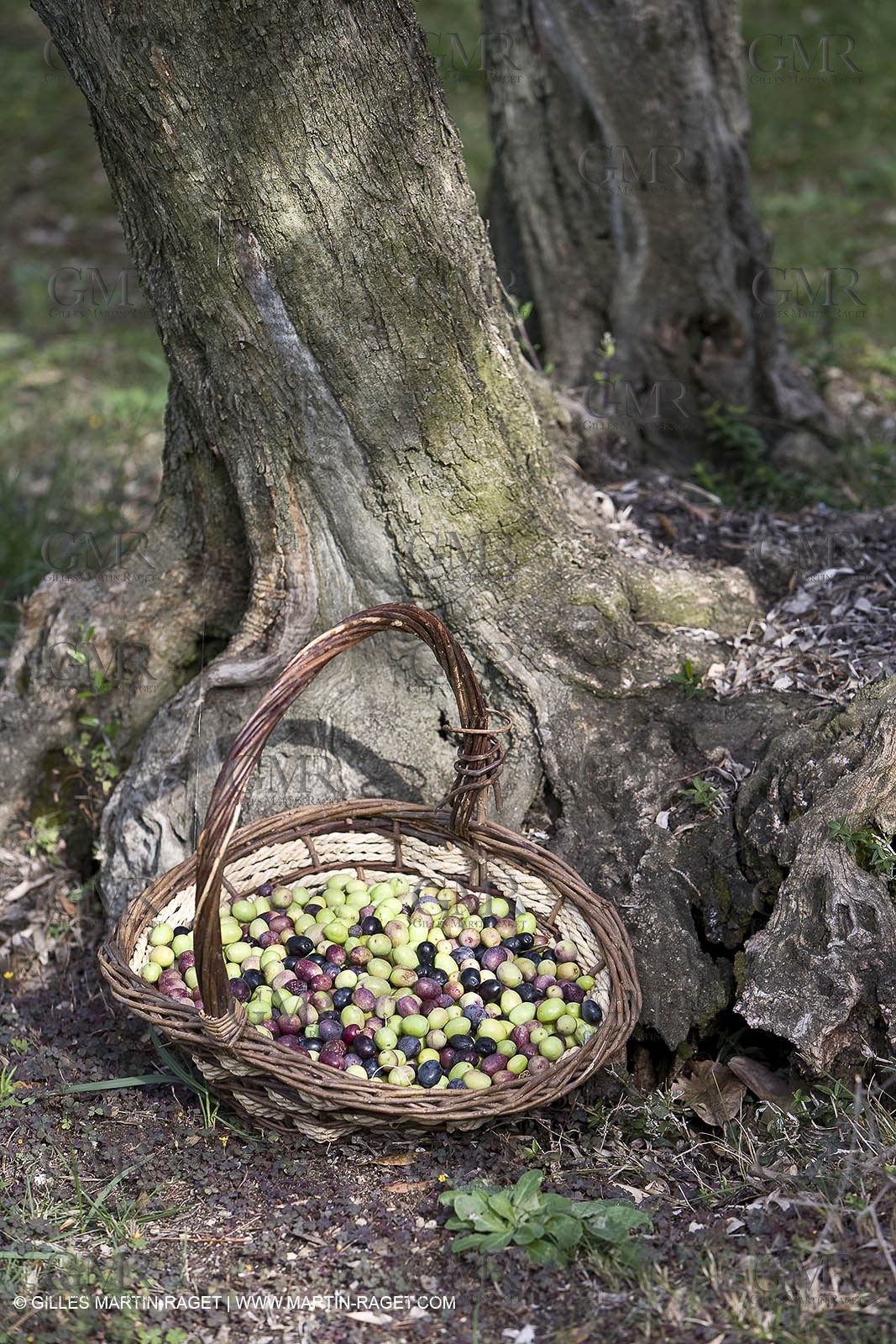 France, Provence, Oliviers, oliveraies, olive trees