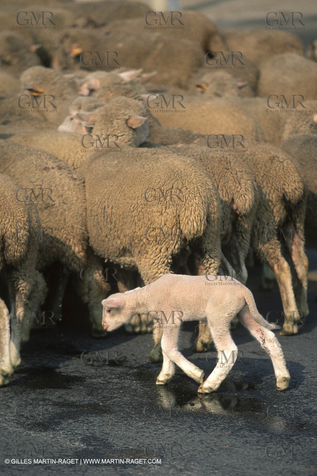 Saint Rémy de Provence (FRA,13) - Sheep stocks migration Fest
