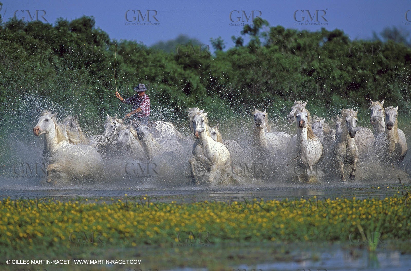 Camargue horses