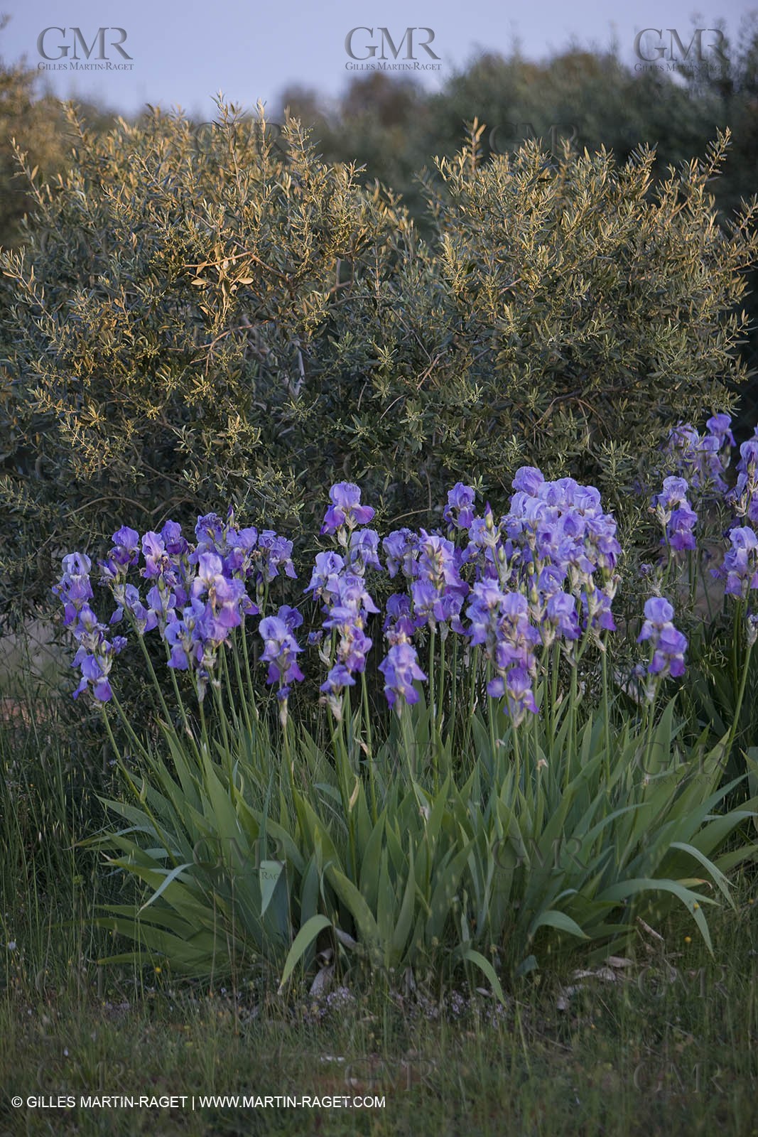 04 05 2008 - Saint Rémy de Provence (FRA, 13) - Alpilles hills landscapes