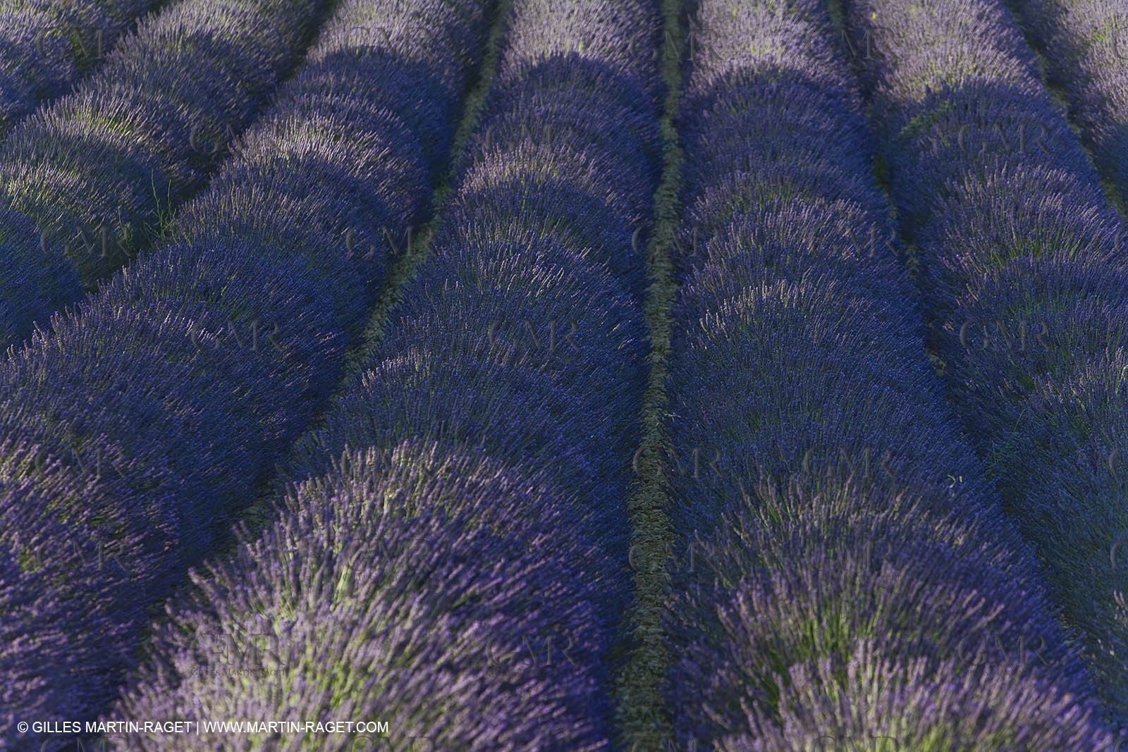 13 08 2007 - Valensole (04) - lavender fields on Valensole plateau