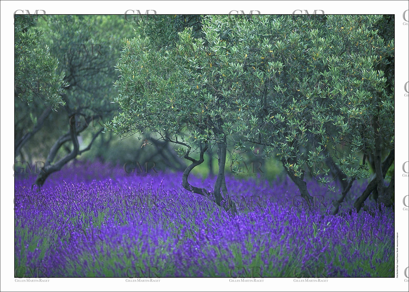 Lavander 2