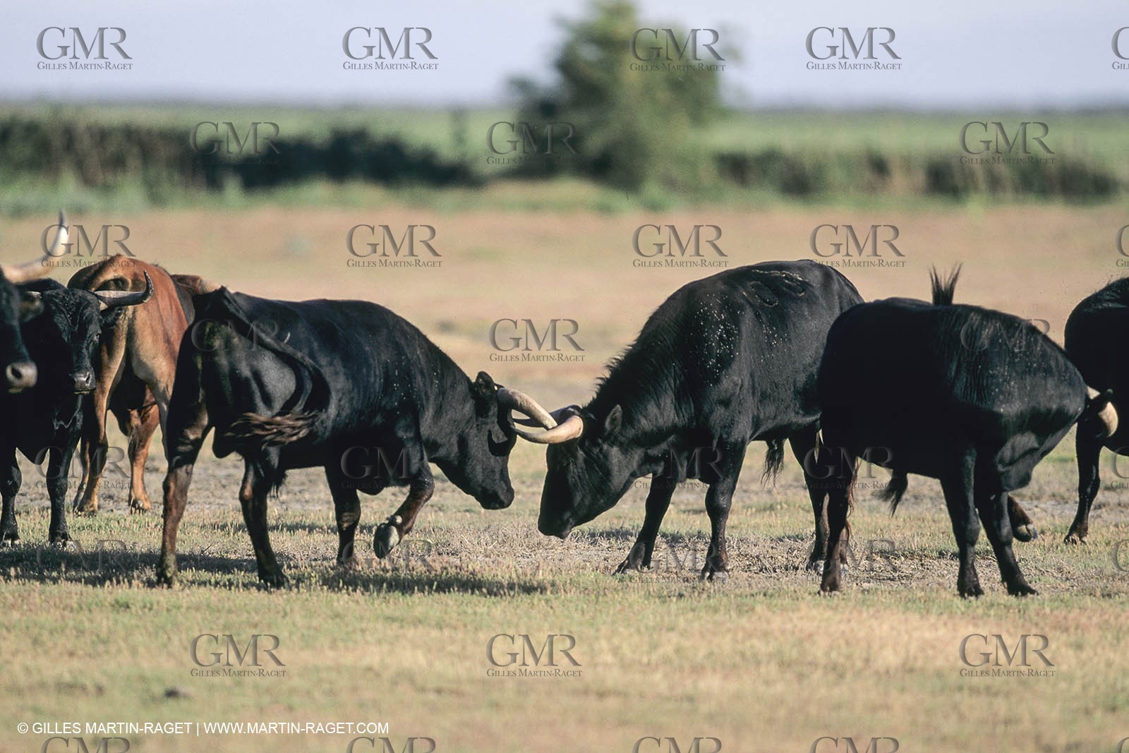 France, Provence, Camarggue, Taureaux de Camargue, bulls