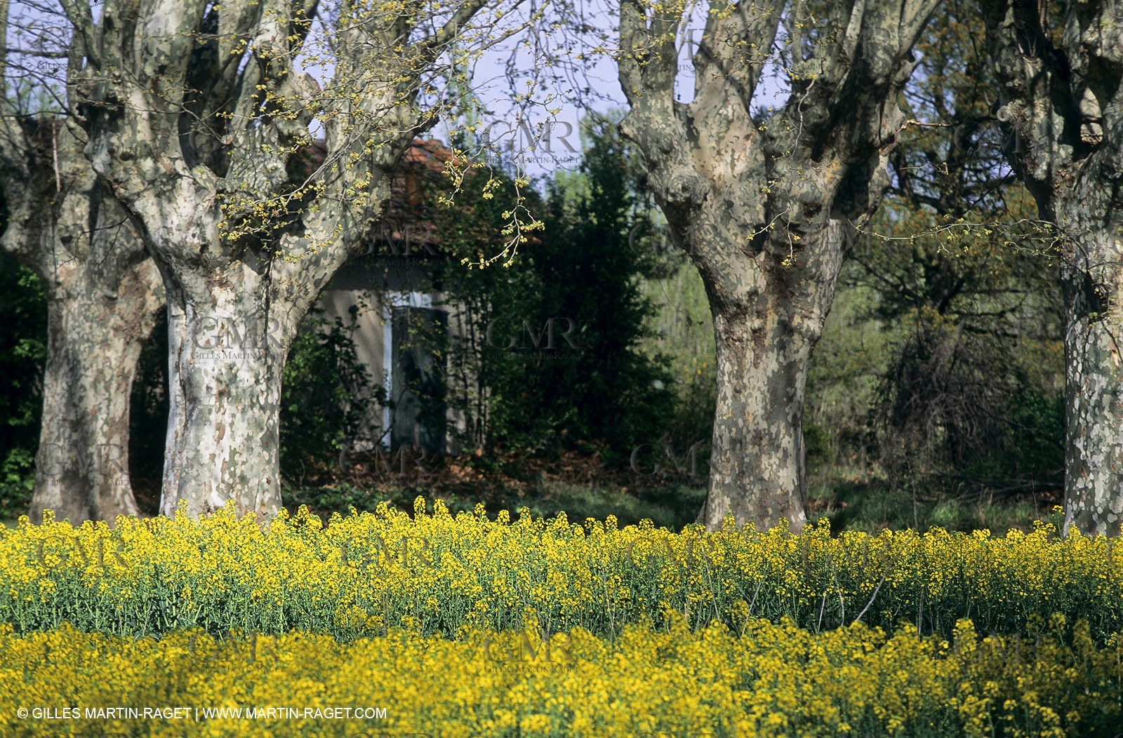 Alpilles (FRA,13), Rape fields
