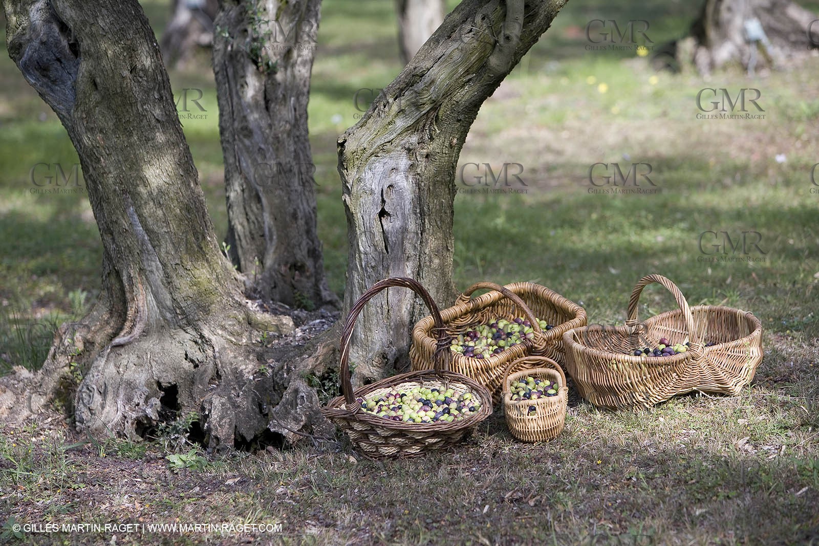 28 10 2007 - Saint Rémy de Provence (FRA, 13) - Cueillette des olives au Vallon Raget