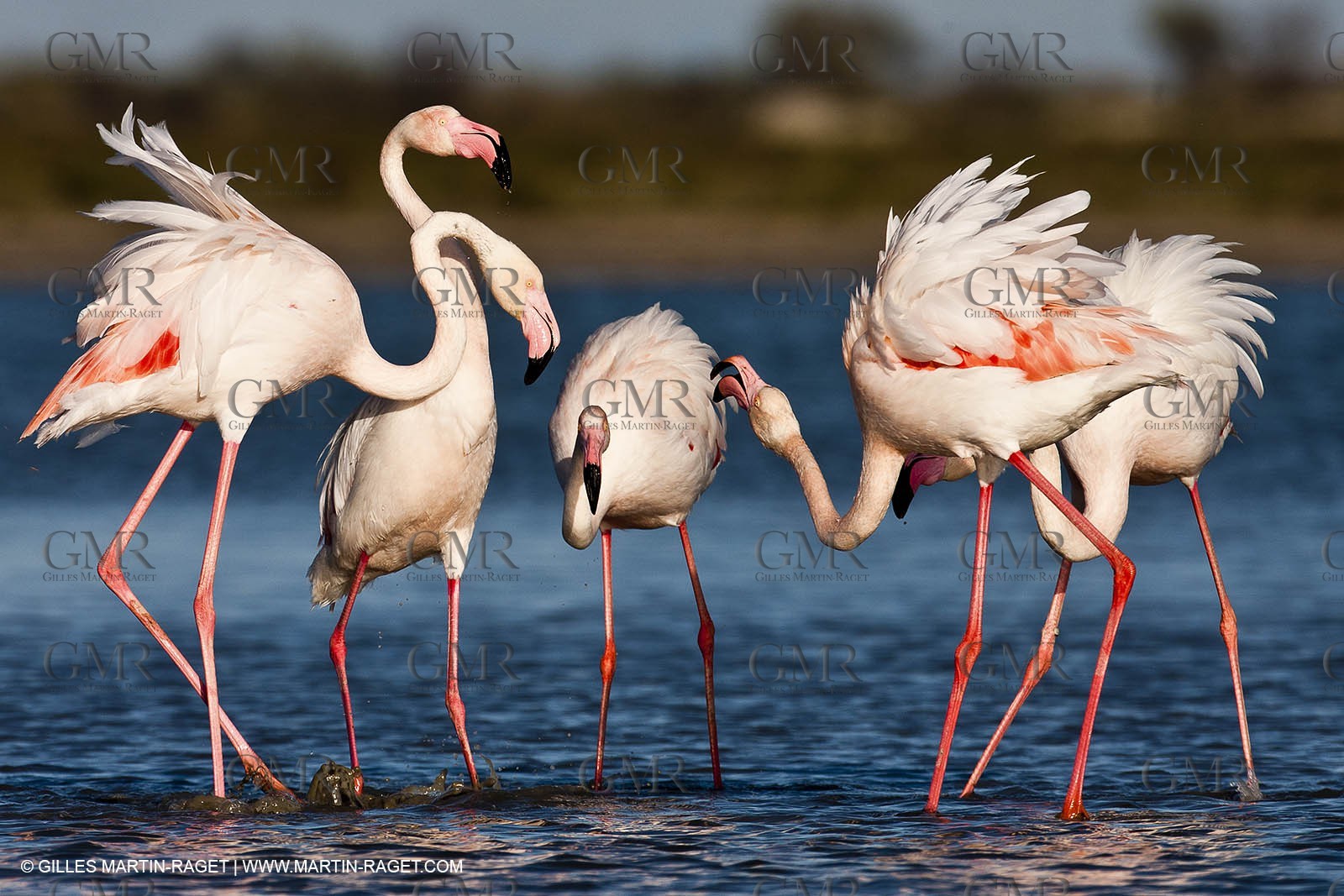 09 04 2011 - Les Saintes Maries de la Mer (FRA,13) - Pink Flamingos in Camargue
