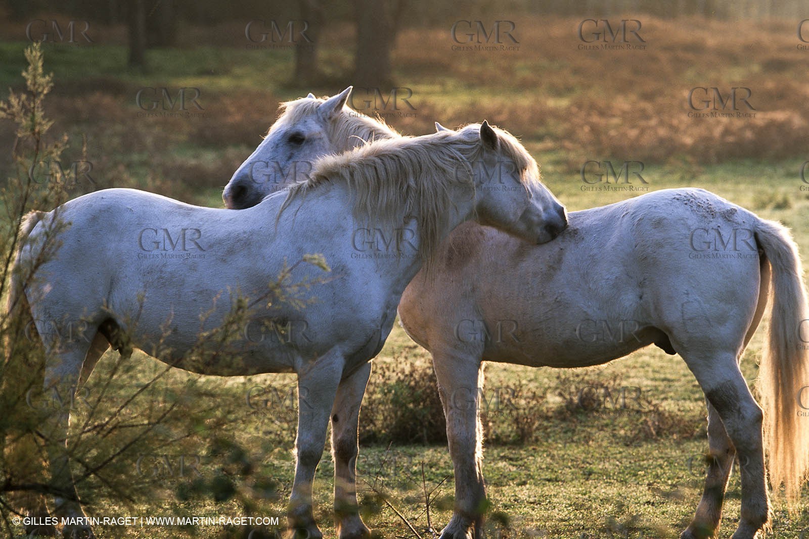 Camargue (FRA,13) - Little Camargue