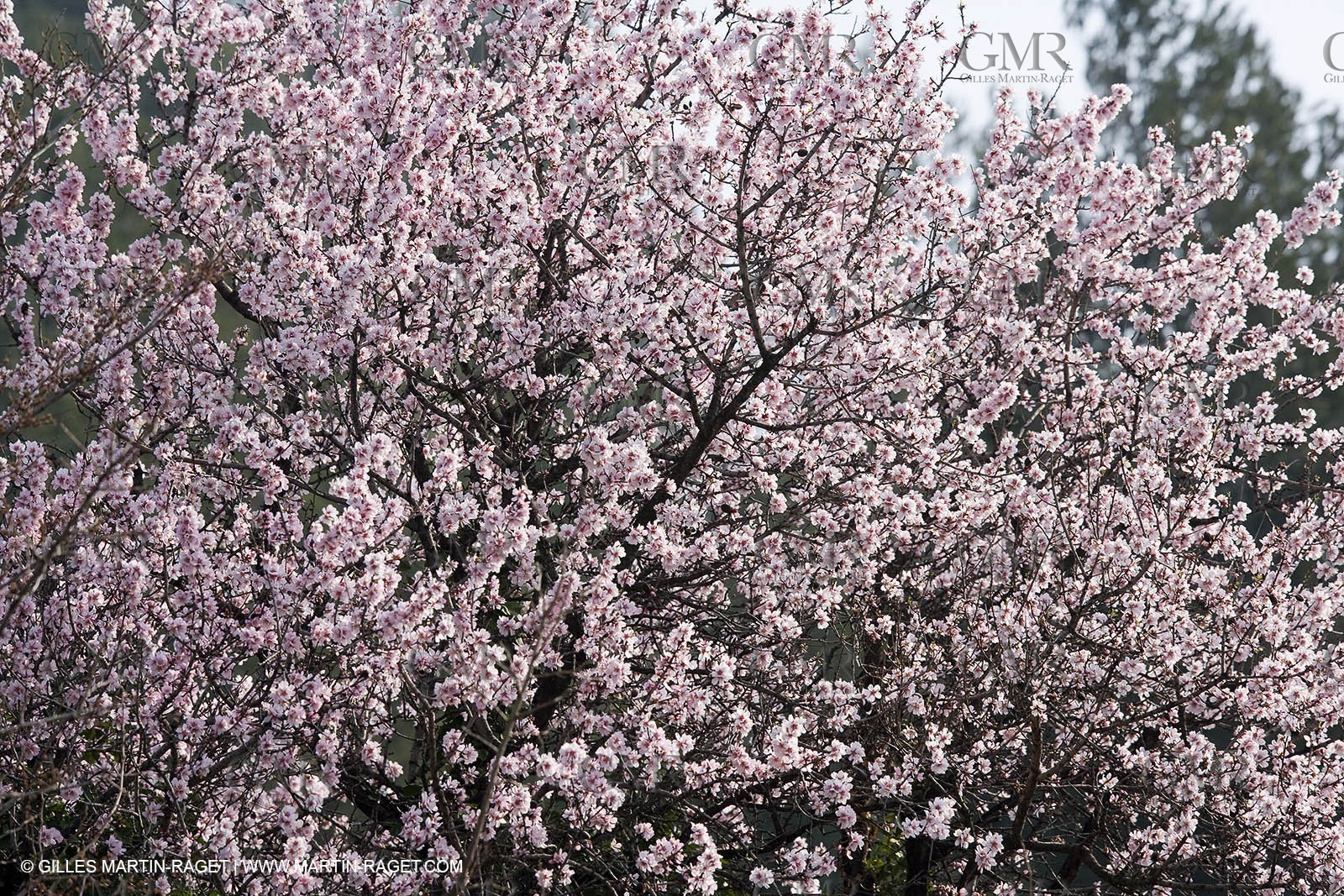 16 02 2008 - Les Baux de Provence (FRA, 13) - Alpilles hills landscapes