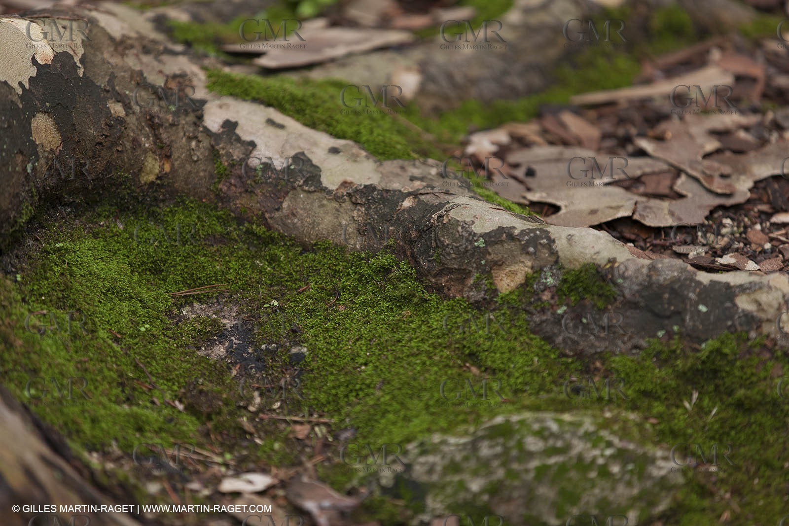 23 10 2012 - Gemenos (FRA) - Parc Départemental de la vallée de Saint Pons