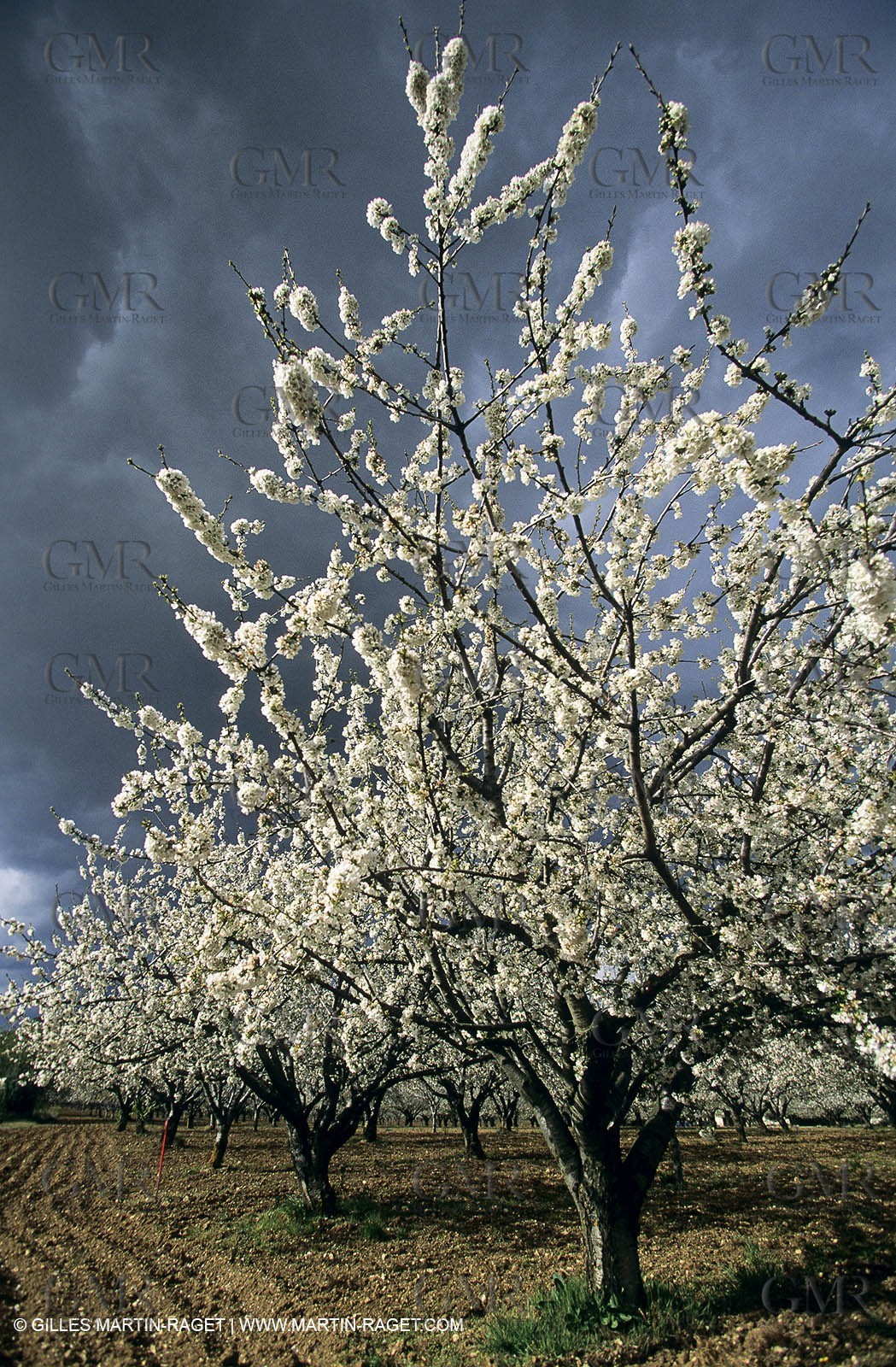 Luberon, Vaucluse (FRA,84) - Fruit trees blooming