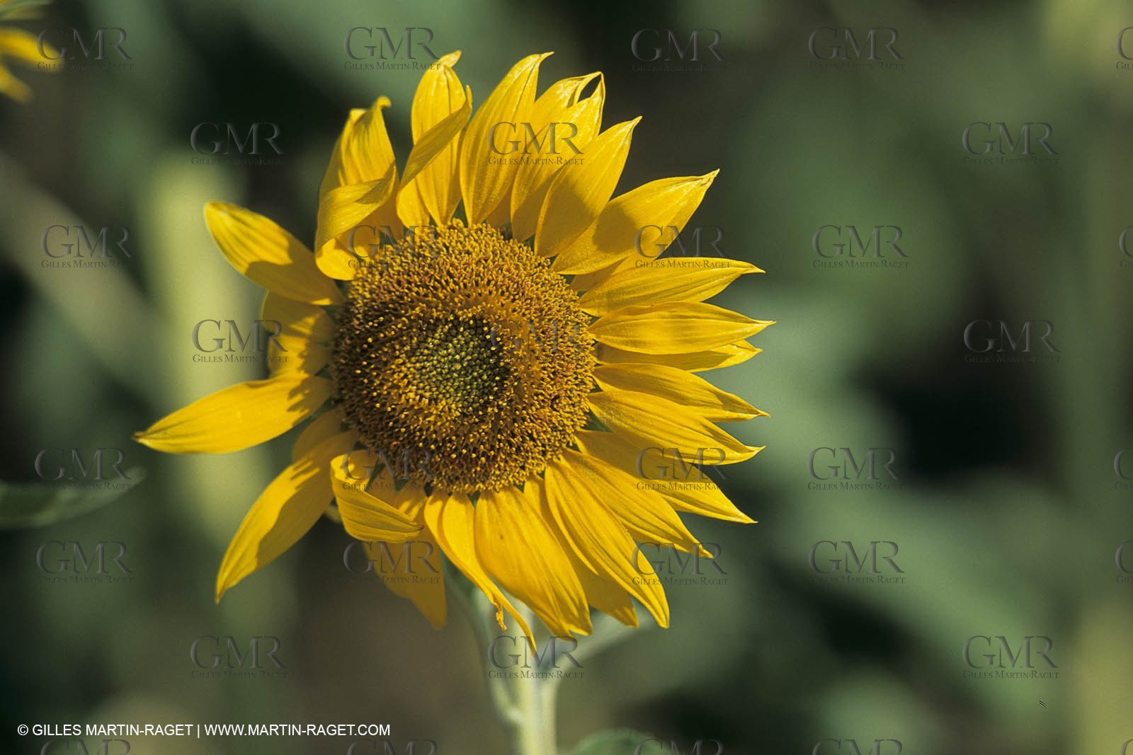 Nimes Metropole landscapes (FRA,30)