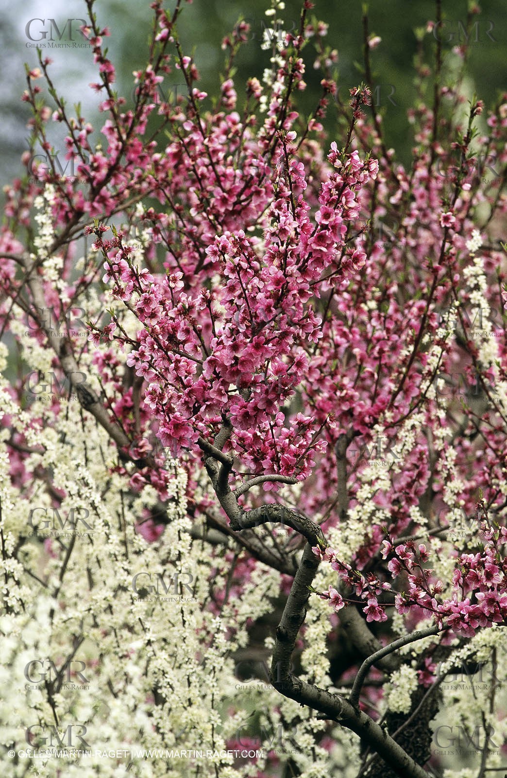 Luberon, Vaucluse (FRA,84) - Fruit trees blooming