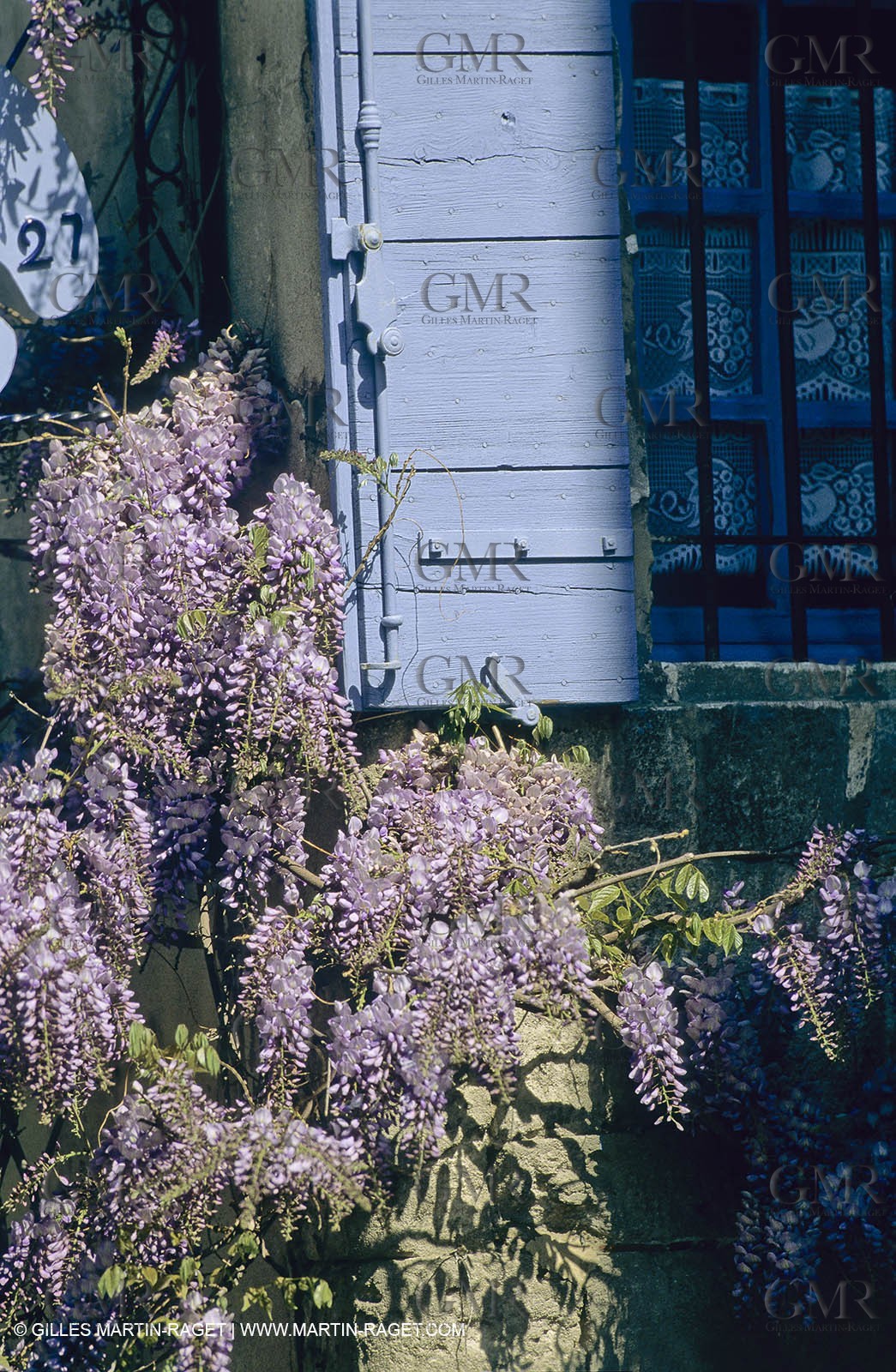 Les Alpilles, Saint Rémy de Provence, (FRA,13) - Glycine in Saint Rémy de Provence