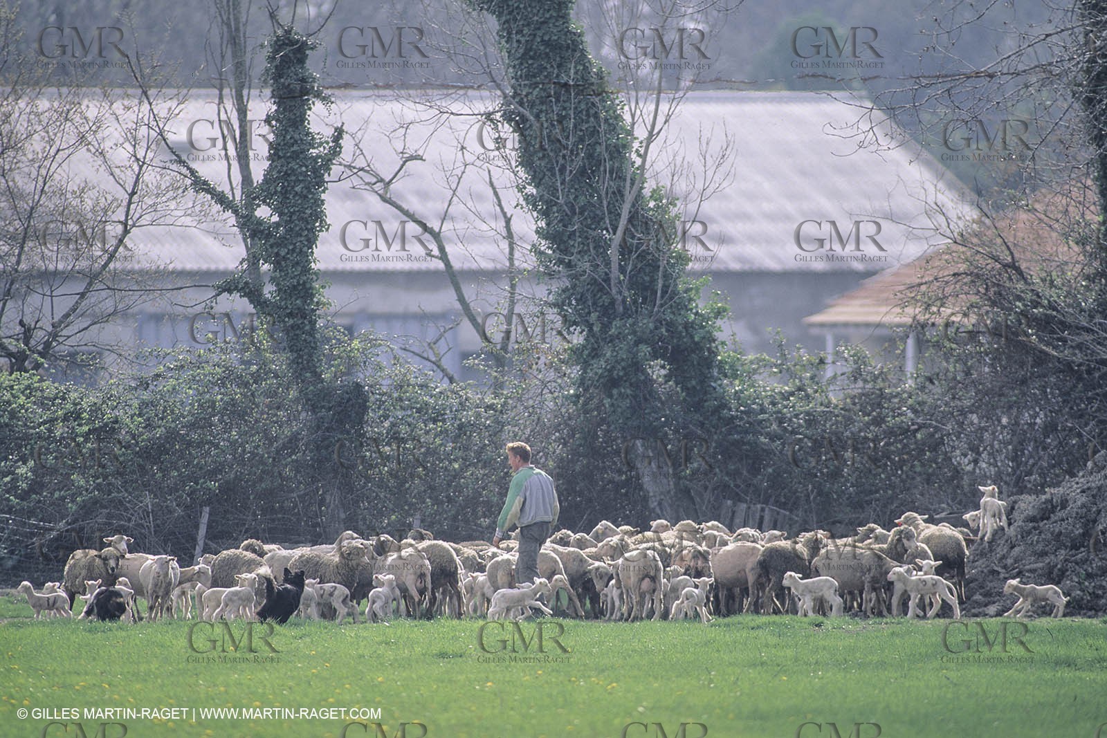 France, Provence, Moutons, bergers, élevage, transhumance