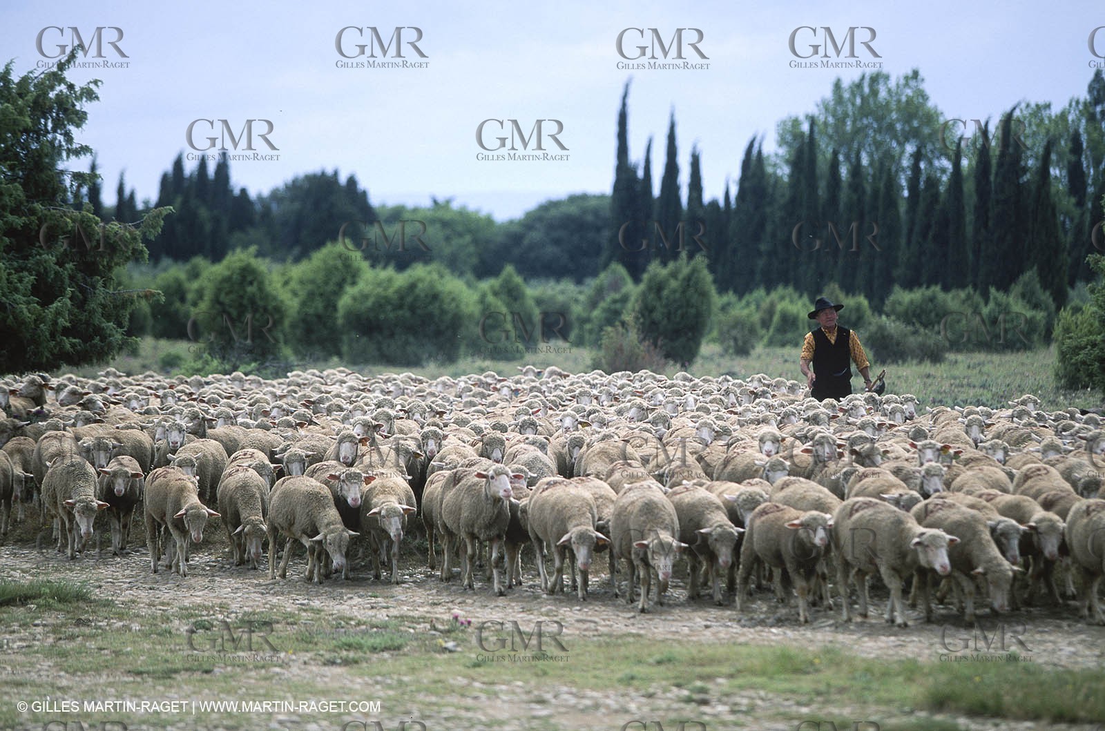 Saint Rémy de Provence (FRA,13) - Sheep stocks migration Fest