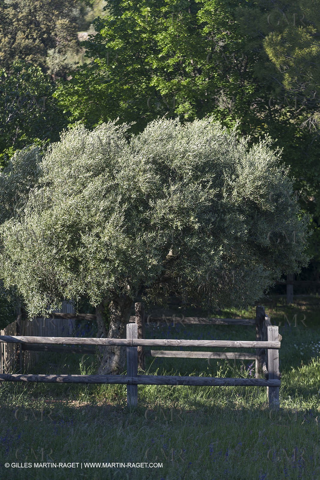 Domaine de la Baume - Tourtour (FRA,83) - 15 05 2014