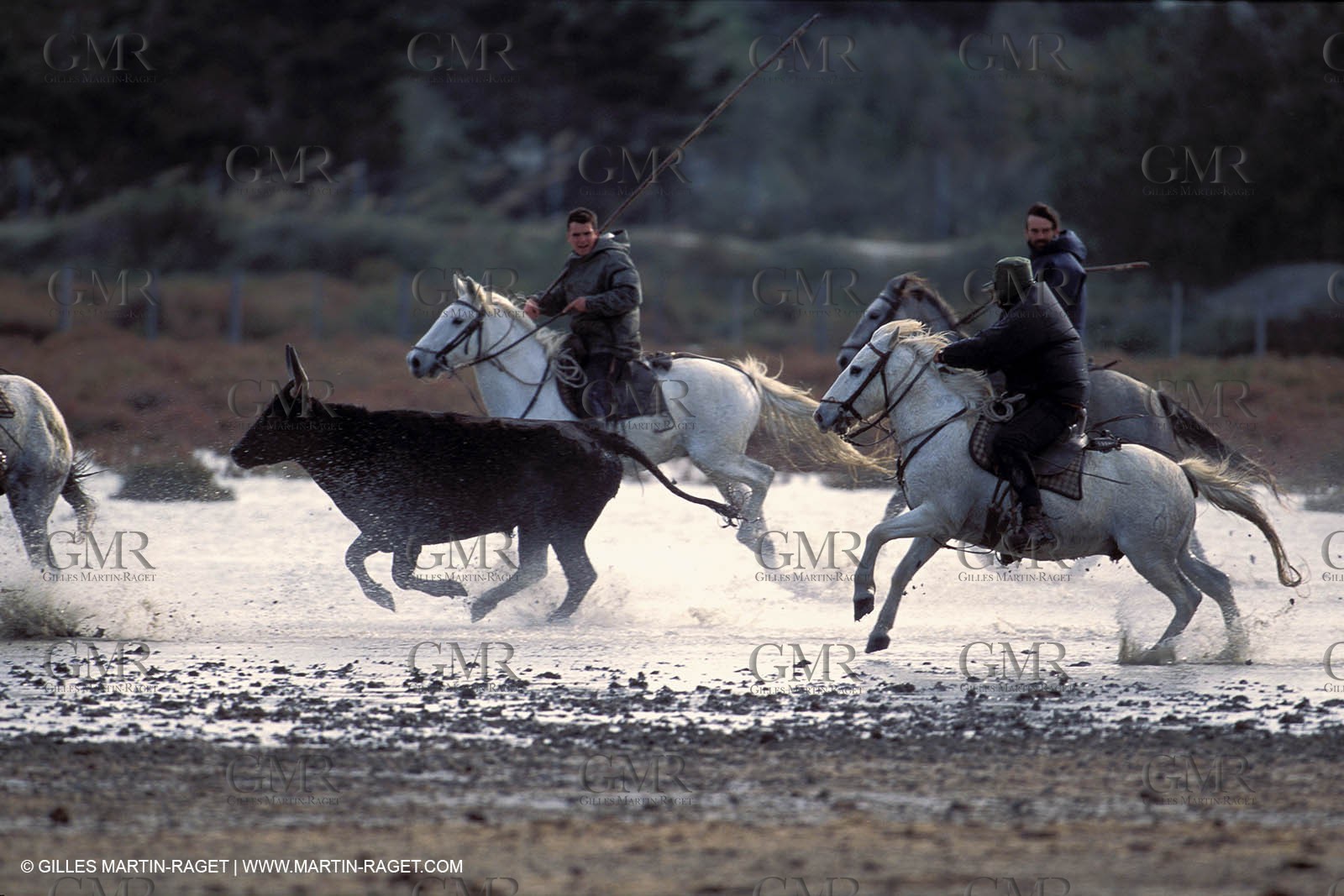 Arles - Camargue gardians (cow boys) at work