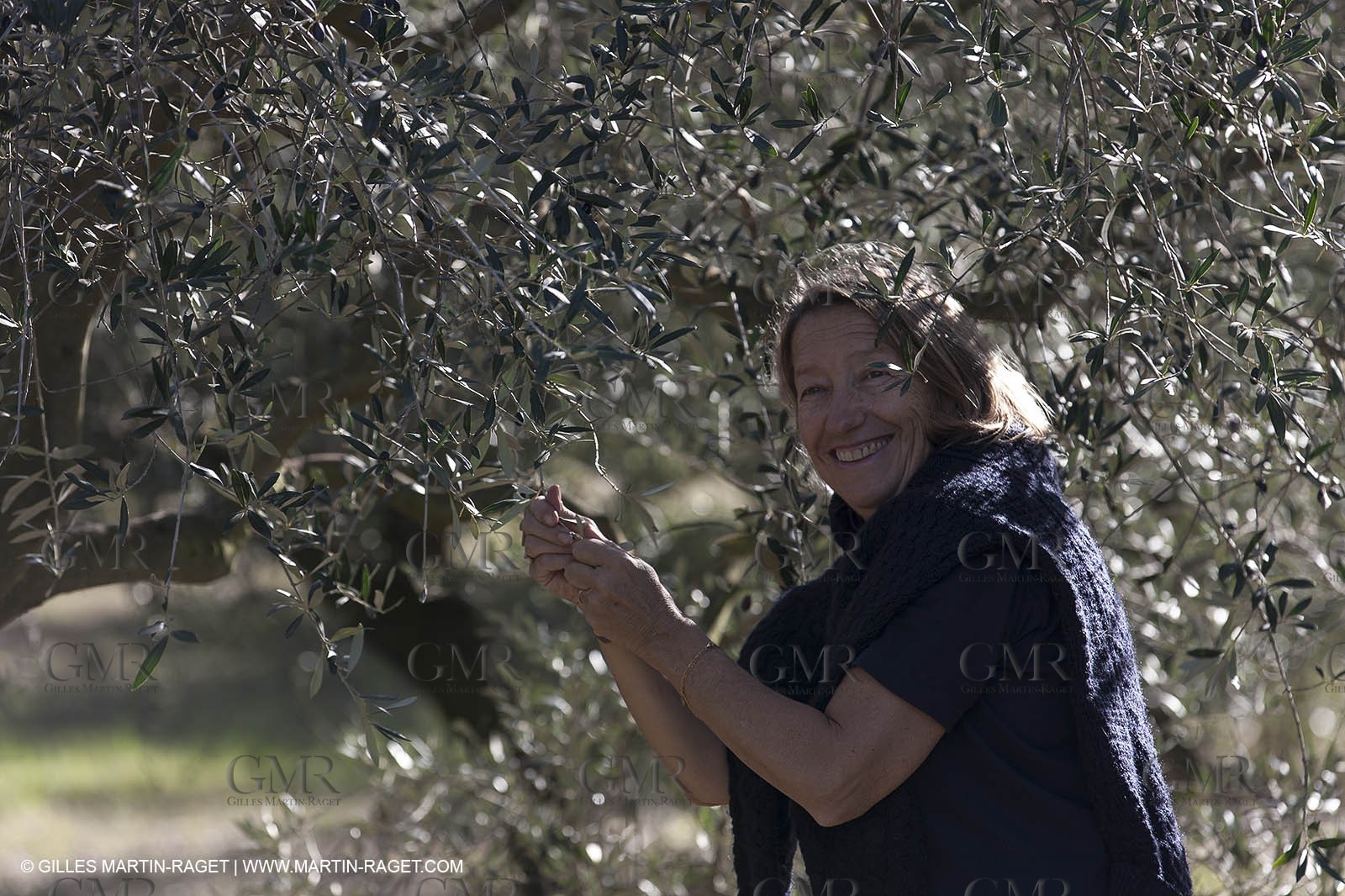 7 11 2012 - Saint Etienne du Grès (FRA,13, Alpilles) Olive harvest at Vallon Raget