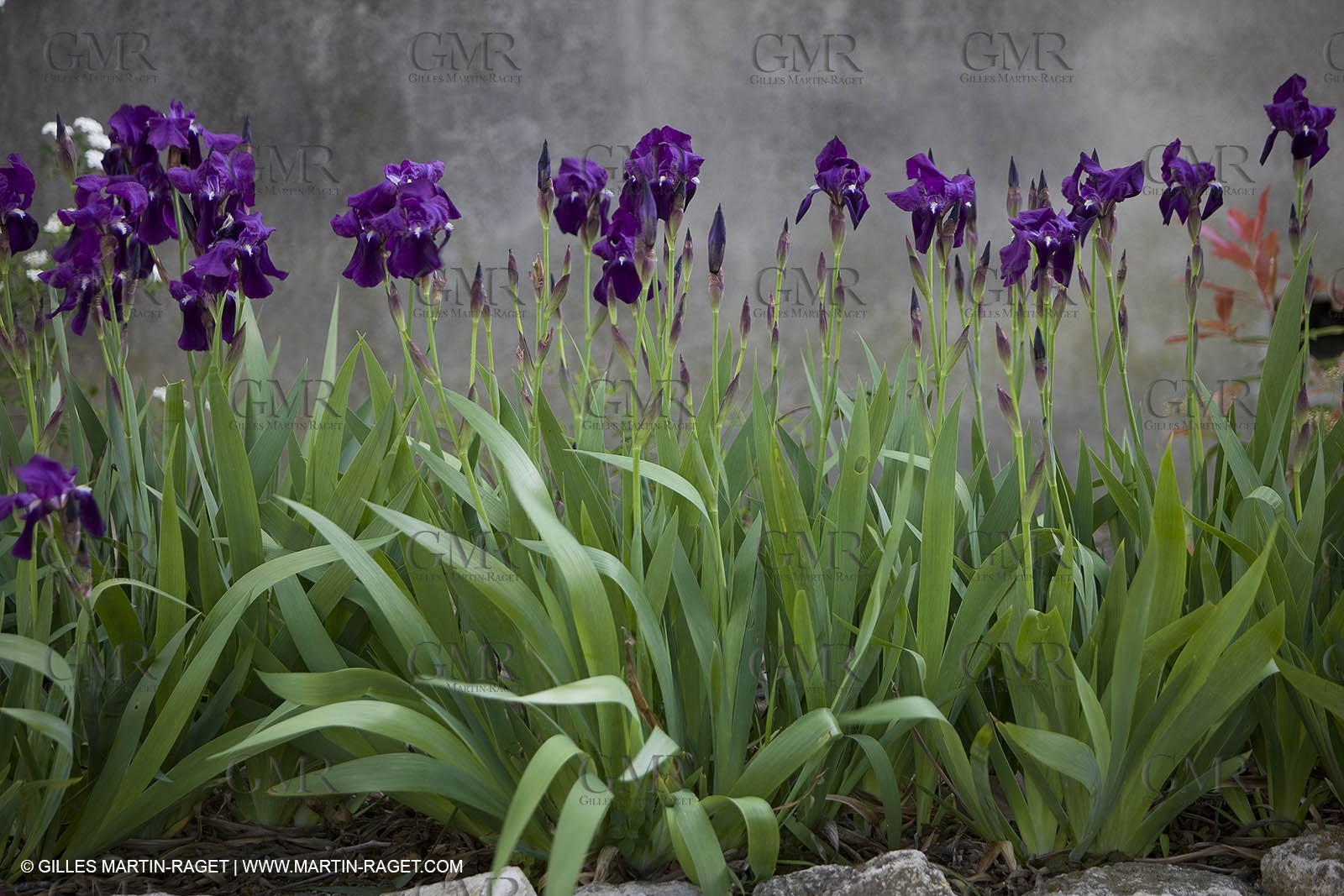 12 04 2008 - Saint Rémy de Provence - (FRA, 13) - Vincent Van Gogh south - Saint Paul de Mausole