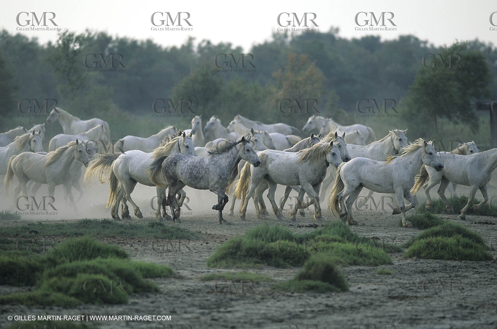 Camargue horses